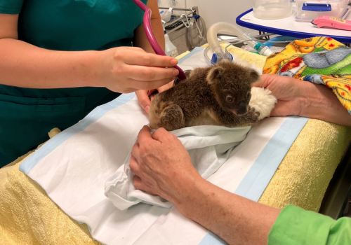 It's World Wildlife Day and we are celebrating at Friends of the Koala