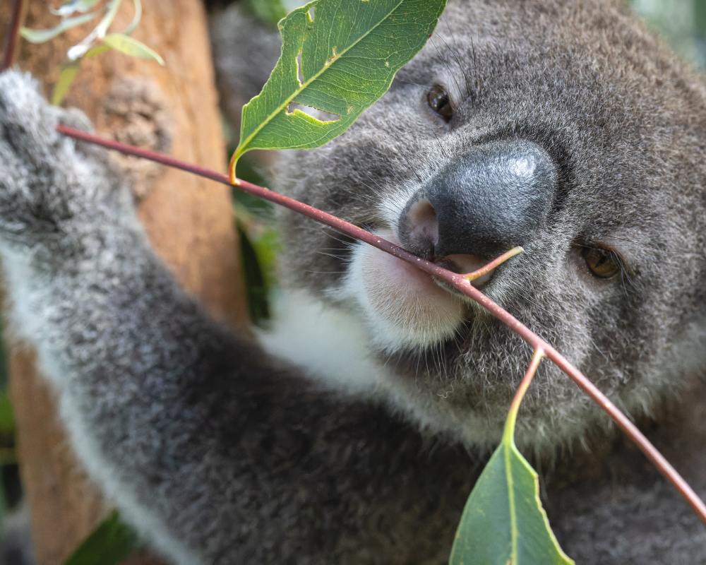 For more information on how you can protect and support koalas through existing or tailor-made projects which meet your interests, please get in touch today.