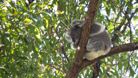 Friends-of-the-koala-blog-mobile