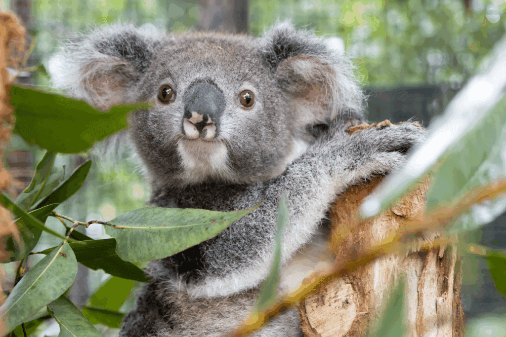 Fudge became an orphan when his mum was fatally hit by a car.