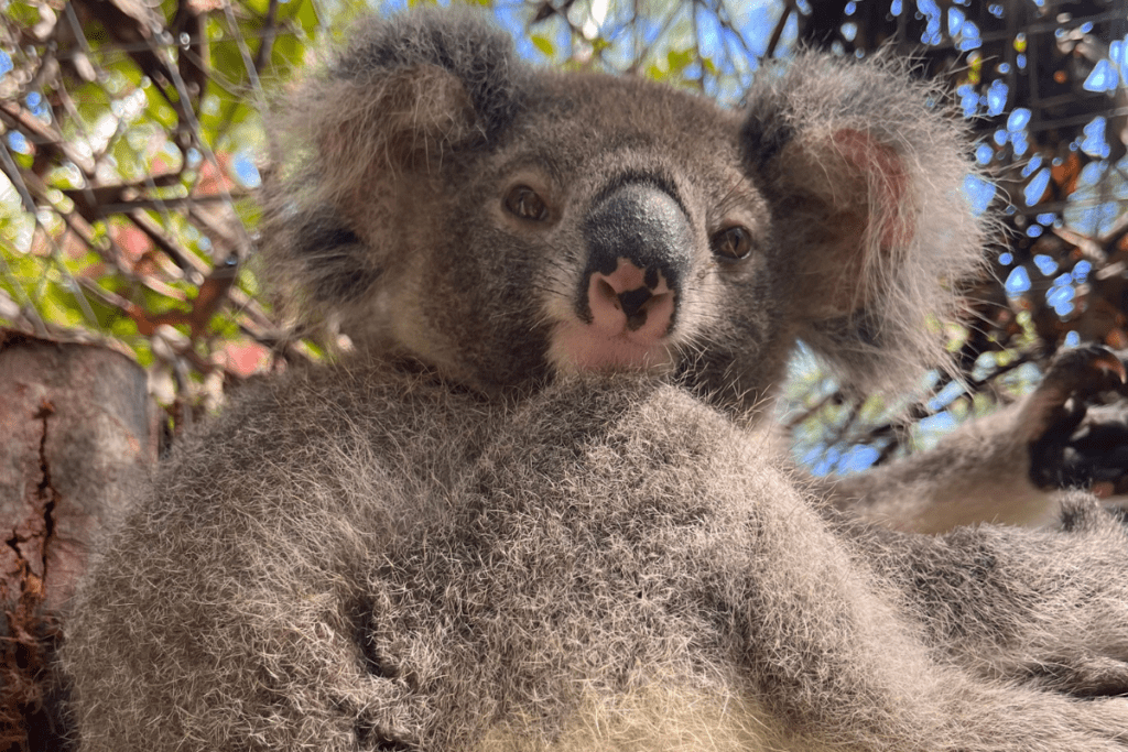 Fudge is cruising alone in Koala Kindy