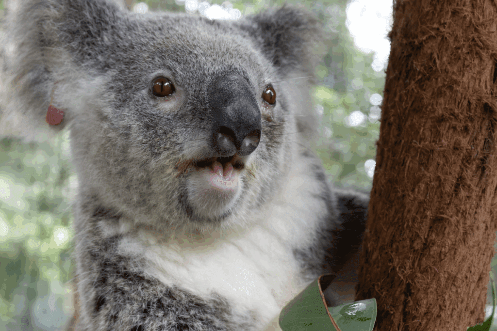 Fumie was hit by a car, her joey didn't make it, Fumie recovered and was released home.