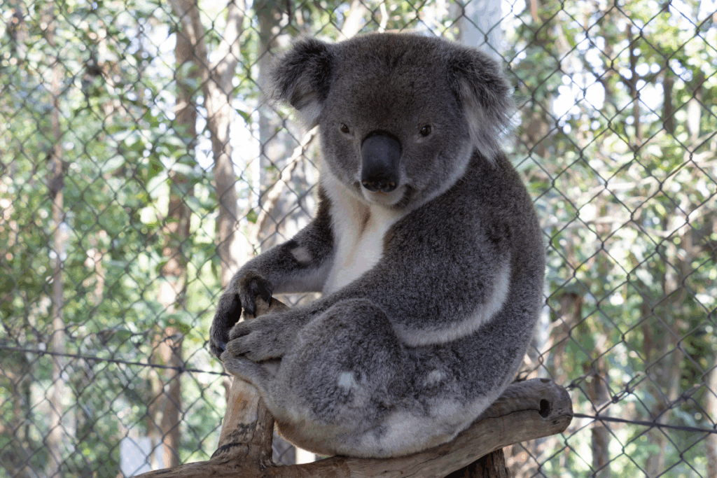 Gideon was back to visit Friends of the Koala