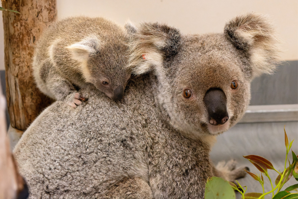 Phone our 24/7 koala rescue hotline 02 6622 1233