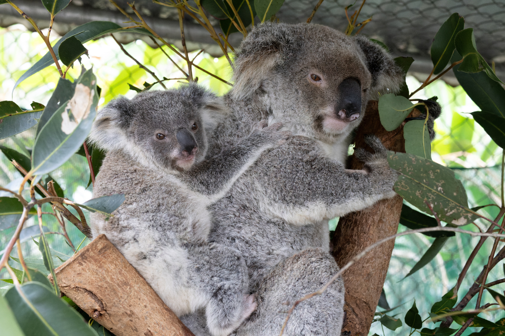 We rescue, rehabilitate and release koalas in the Northern Rivers