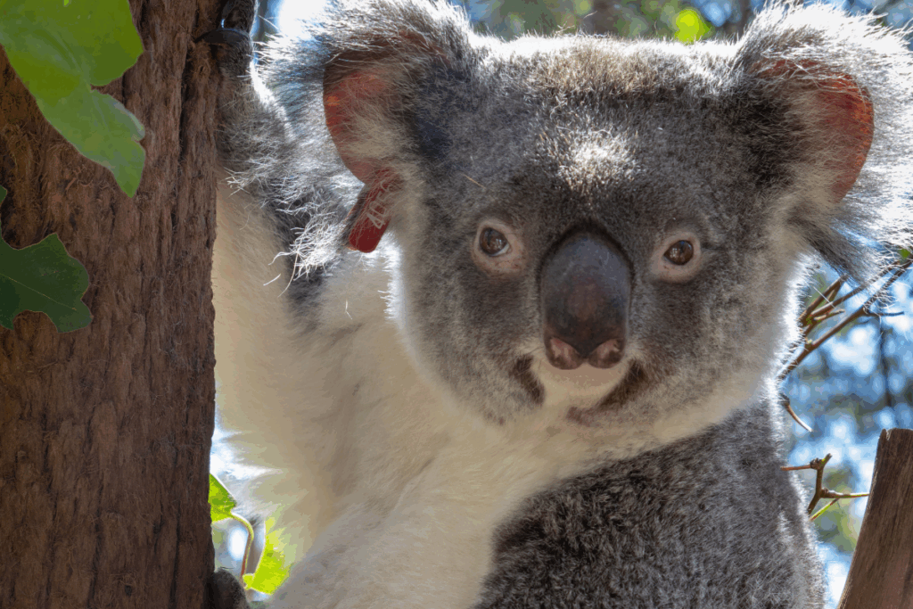 Christmas gifts for Friends of the Koala