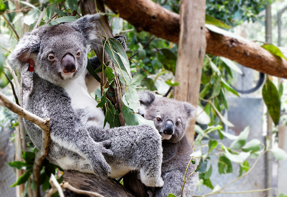 Save a Koala