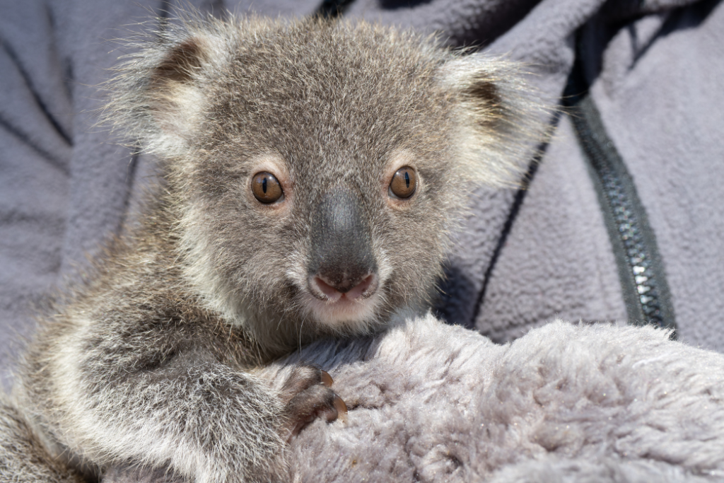 Koala habitat loss NSW