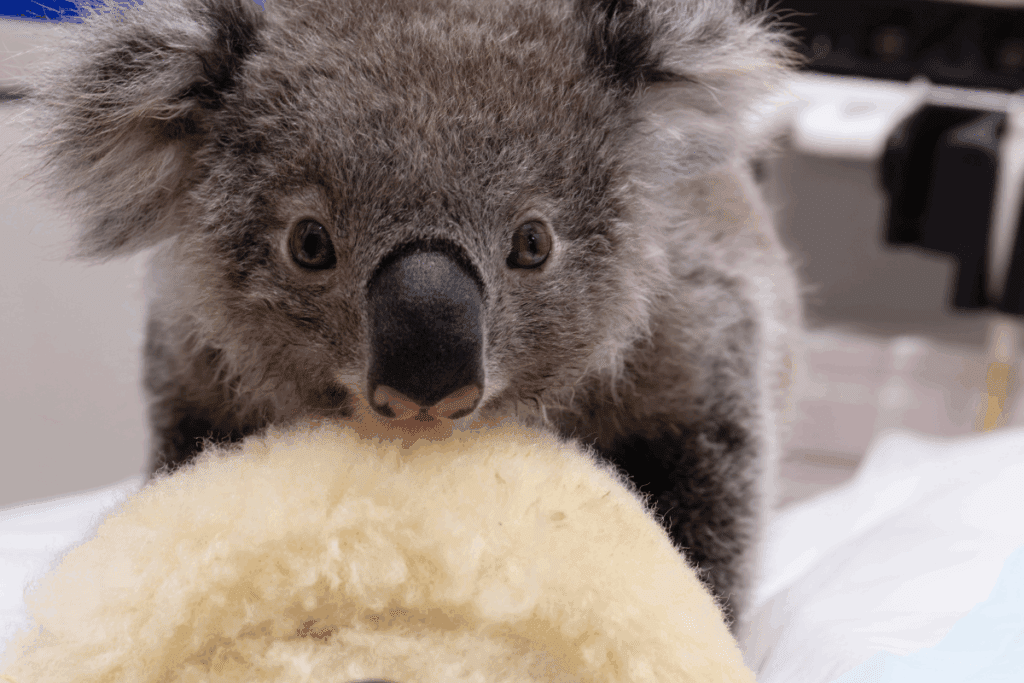 Home Care is where young joeys live with an experienced koala carer.
