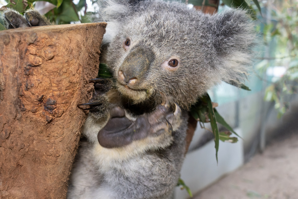 Friends of the Koala Lismore
