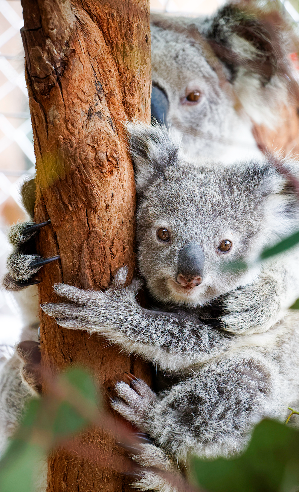 The unbearably gross fact about baby koalas that might ruin them for you  forever 