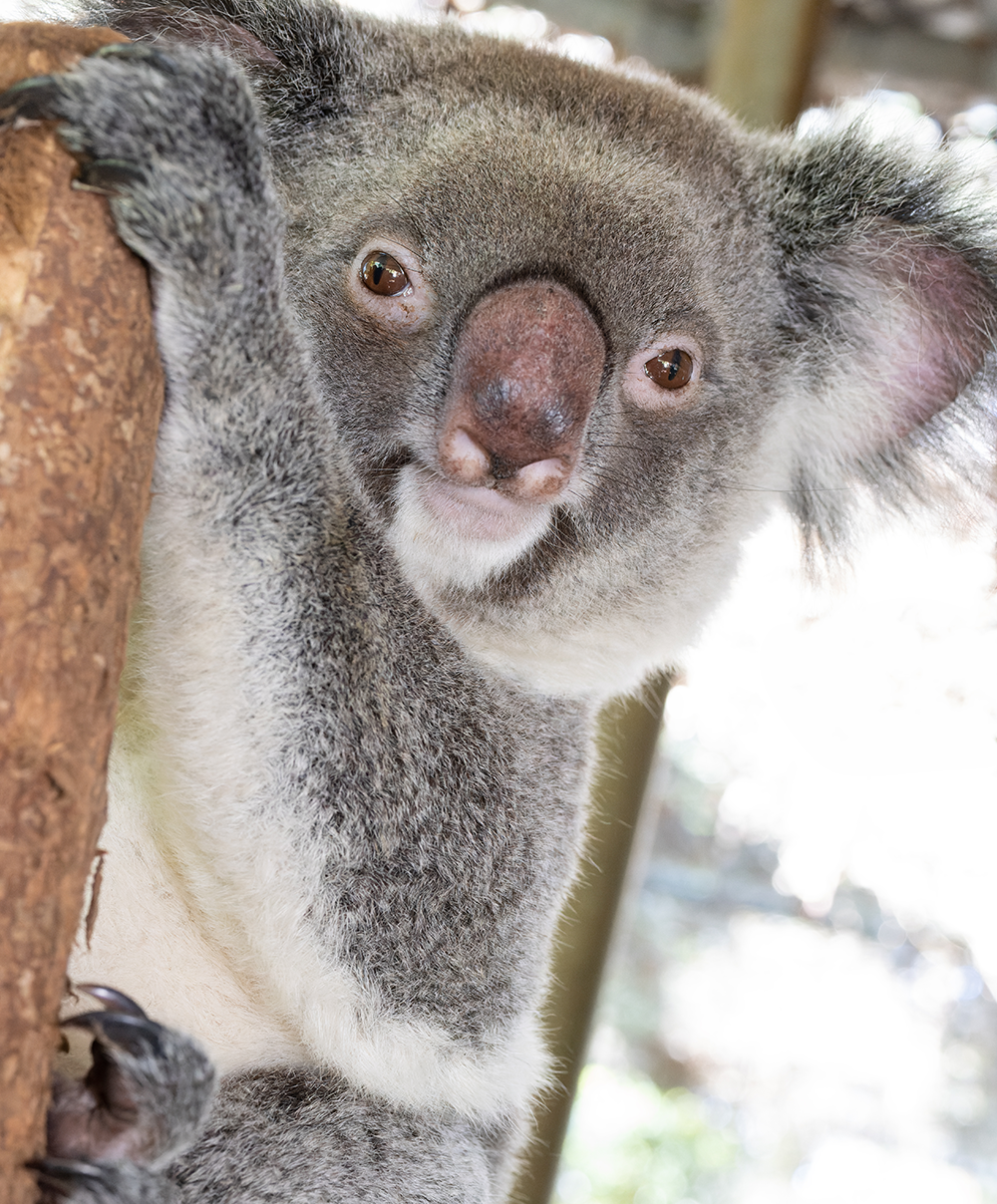 Koalas use their noses to find friends and avoid enemies