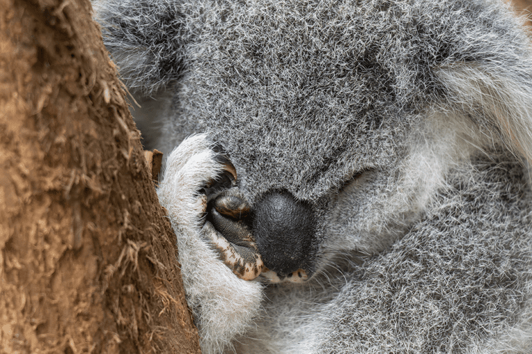Interesting Facts About Koalas Friends of the Koala