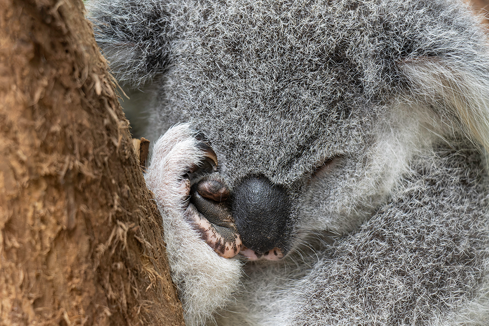 The unbearably gross fact about baby koalas that might ruin them