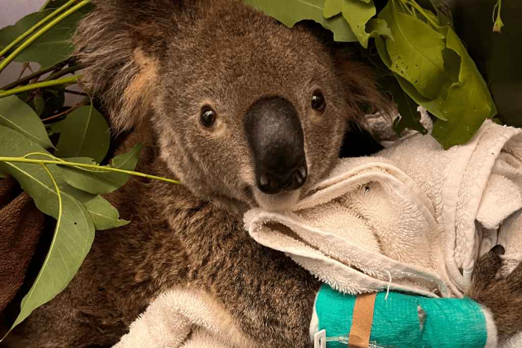 Husk will hopefully make a full recovery - enough to join our Koala Care Centre to rehabilitate