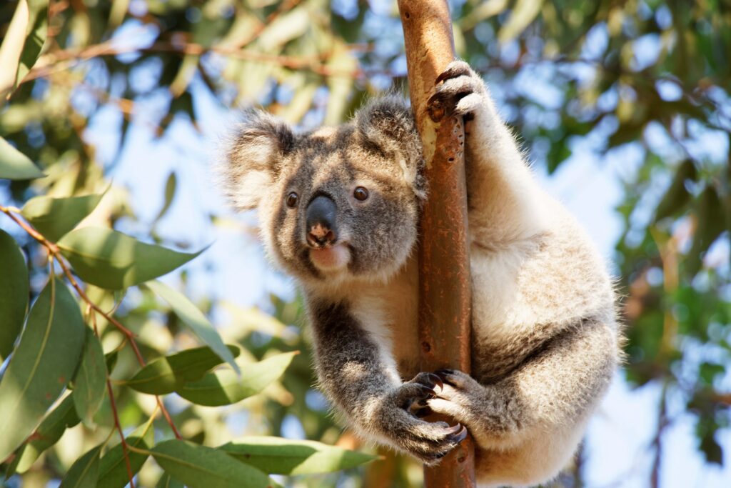 Koala in wild habitat