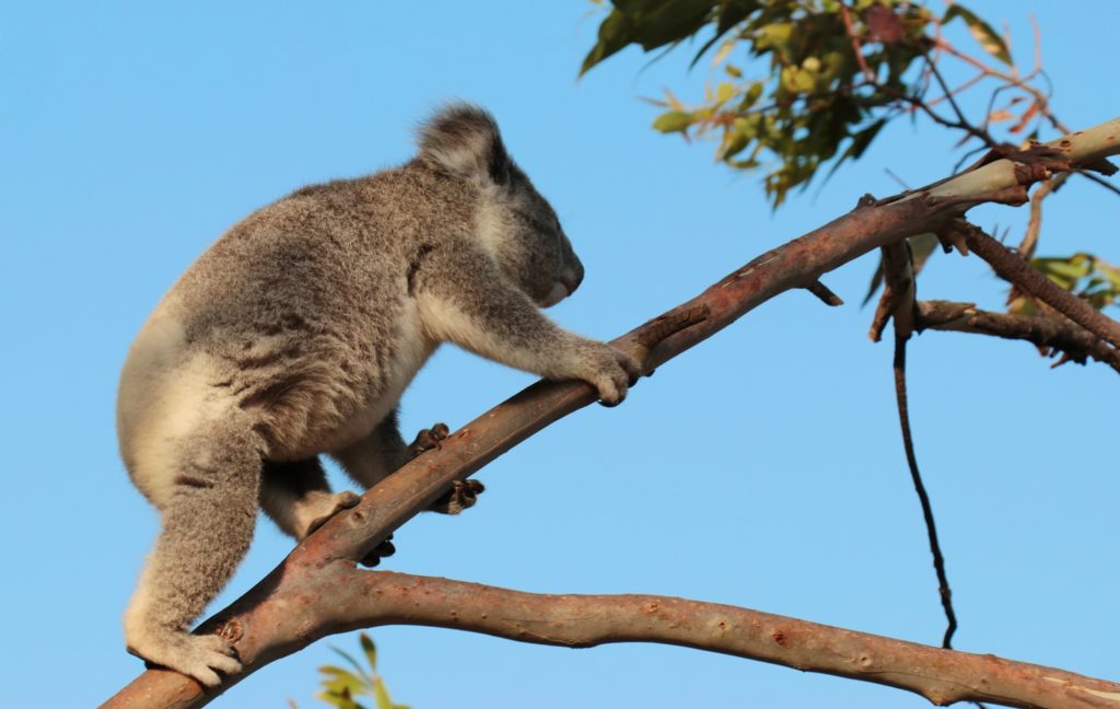 Wild koala Northern Rivers NSW