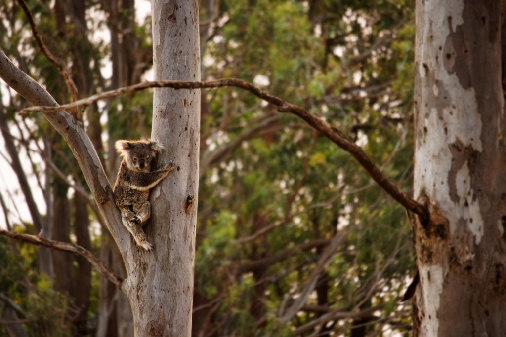 Wild koalas, Northern Rivers NSW