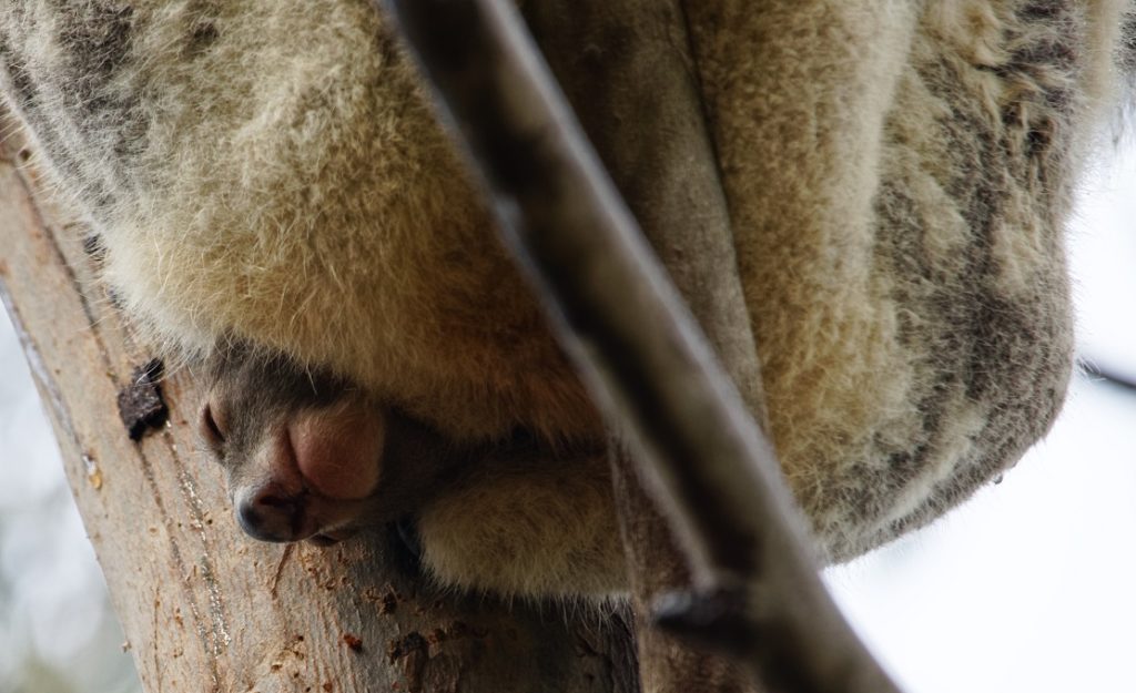 Friends of the koala