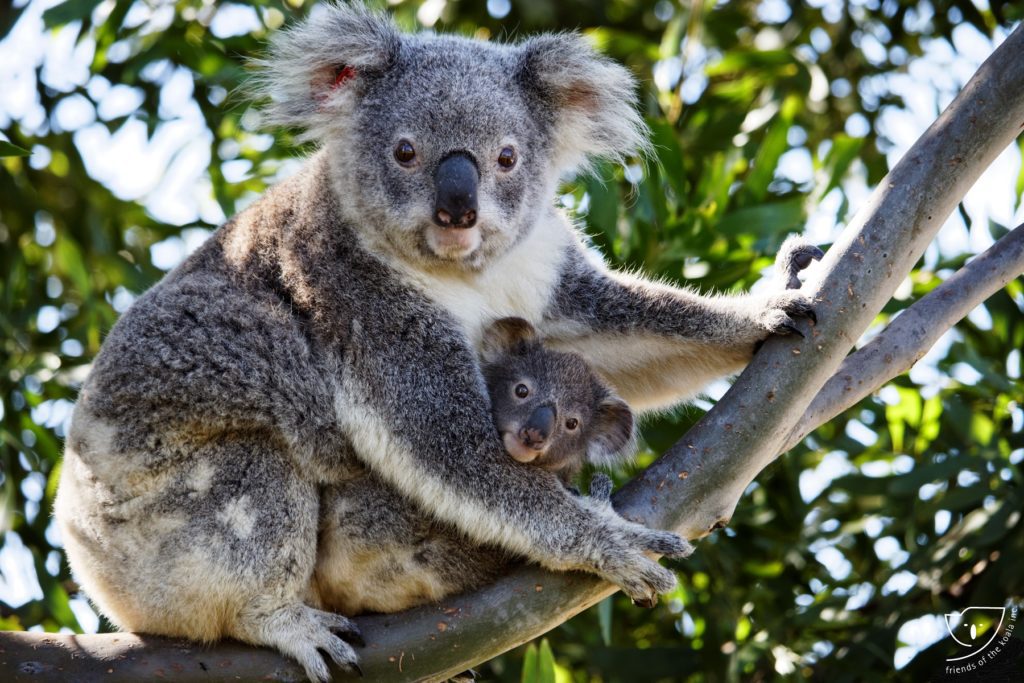 The story of Chunky and Junior - Friends of the Koala