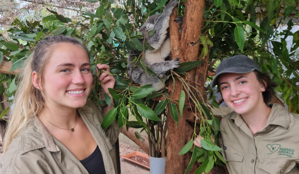 Volunteer with Koalas