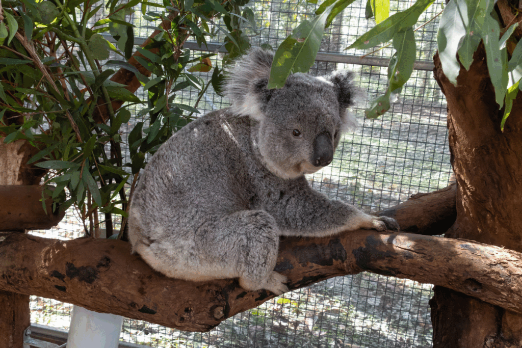 It is breeding season and that means an increase in koala movement that puts them at risk, including dog attacks
