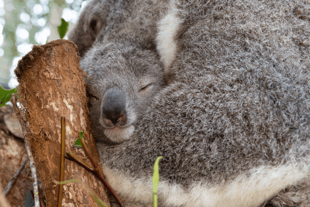 It is koala breeding season please watch out for koalas