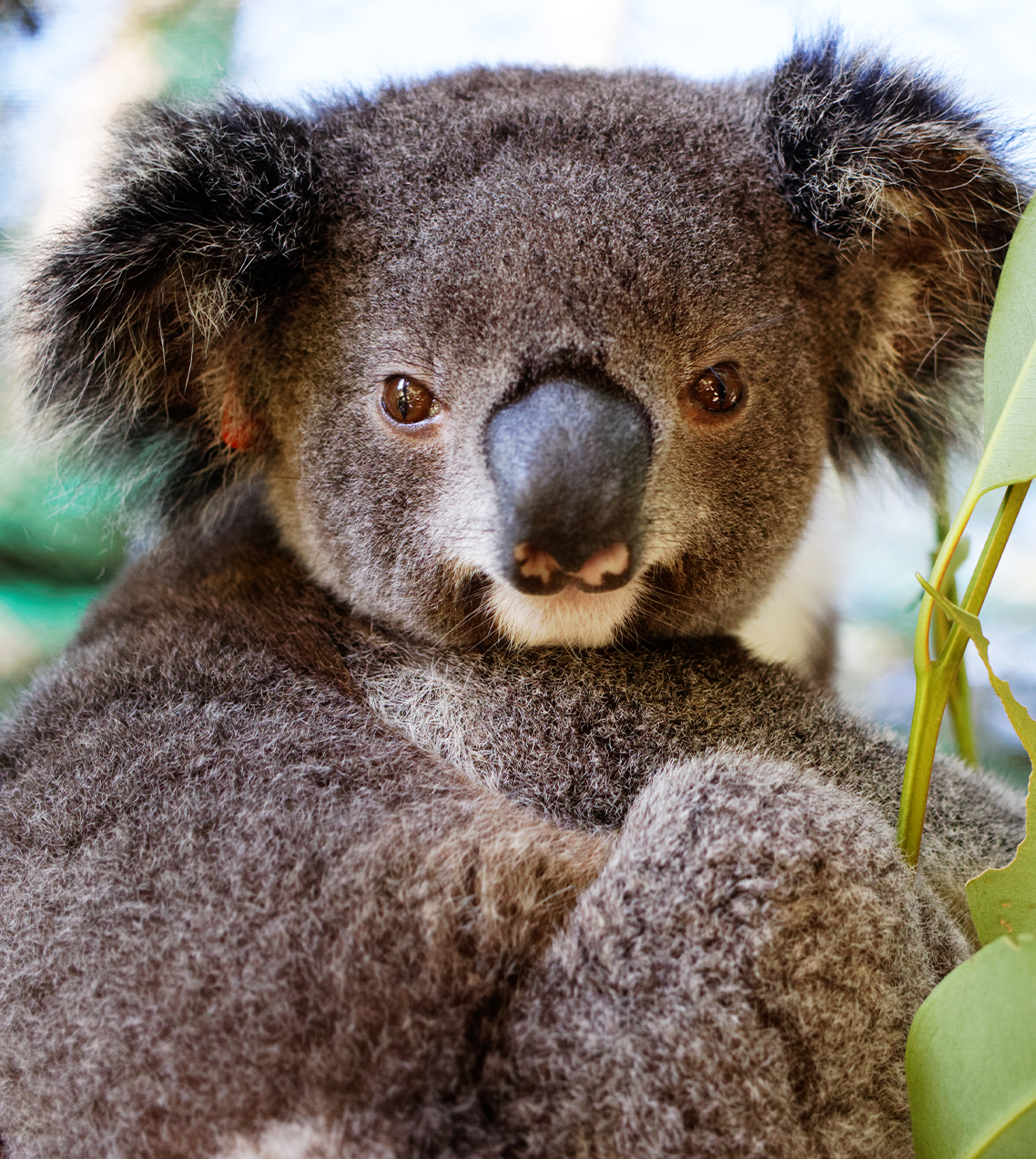 Koala Tours