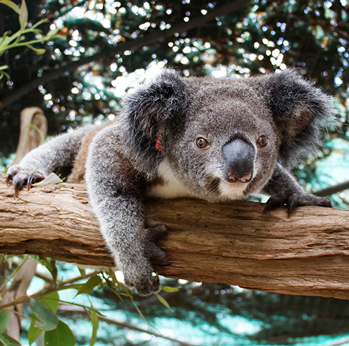 Ivy The Koala