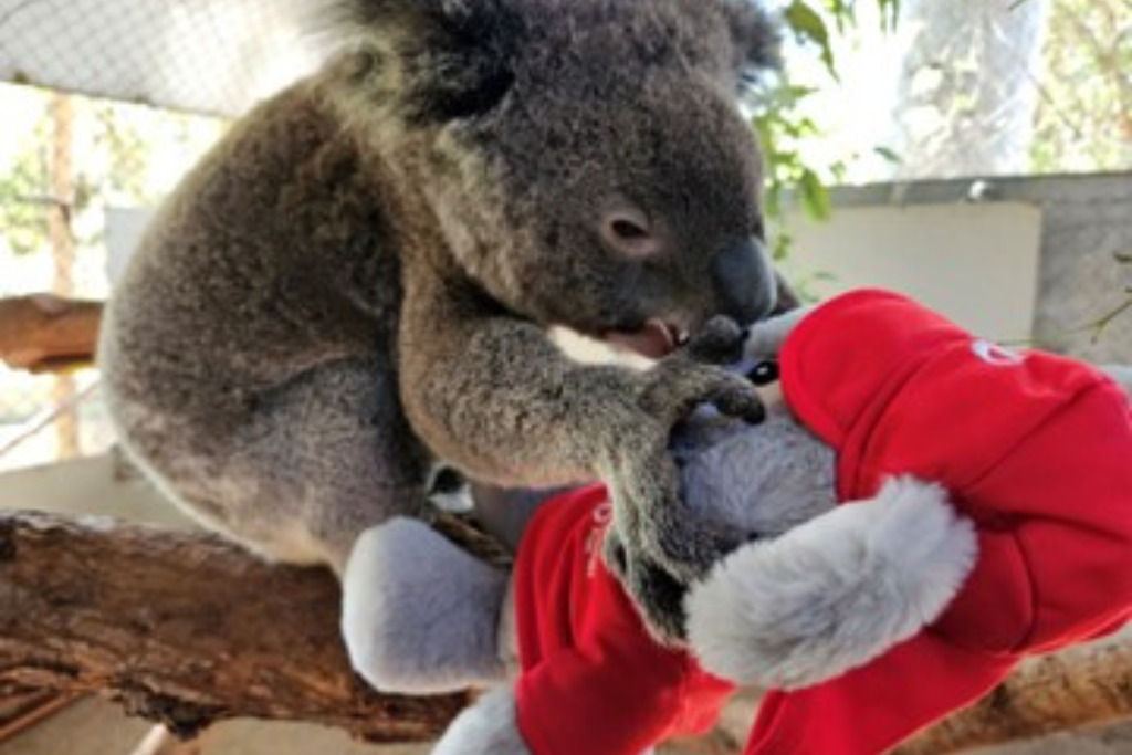 Friends of the Koala Hospital and Care Centre