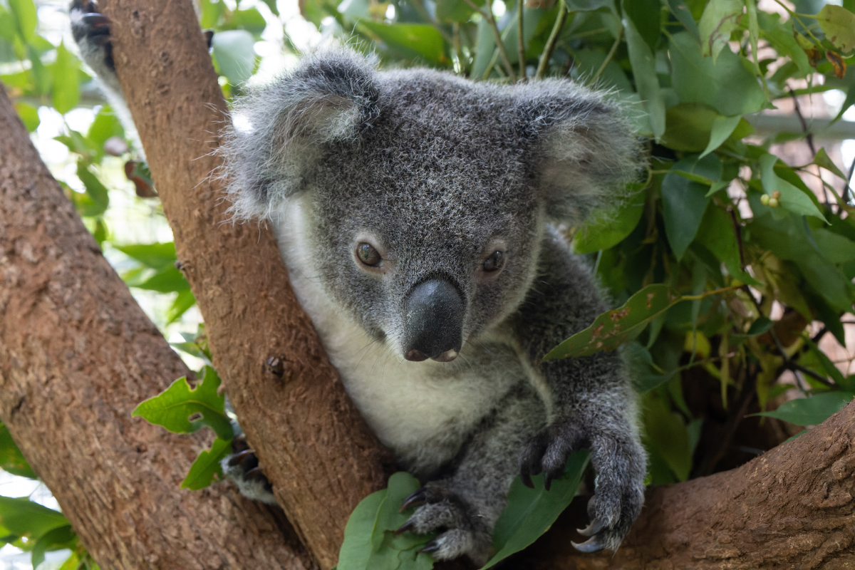 Koala Kindy March 2024 - Friends of the Koala