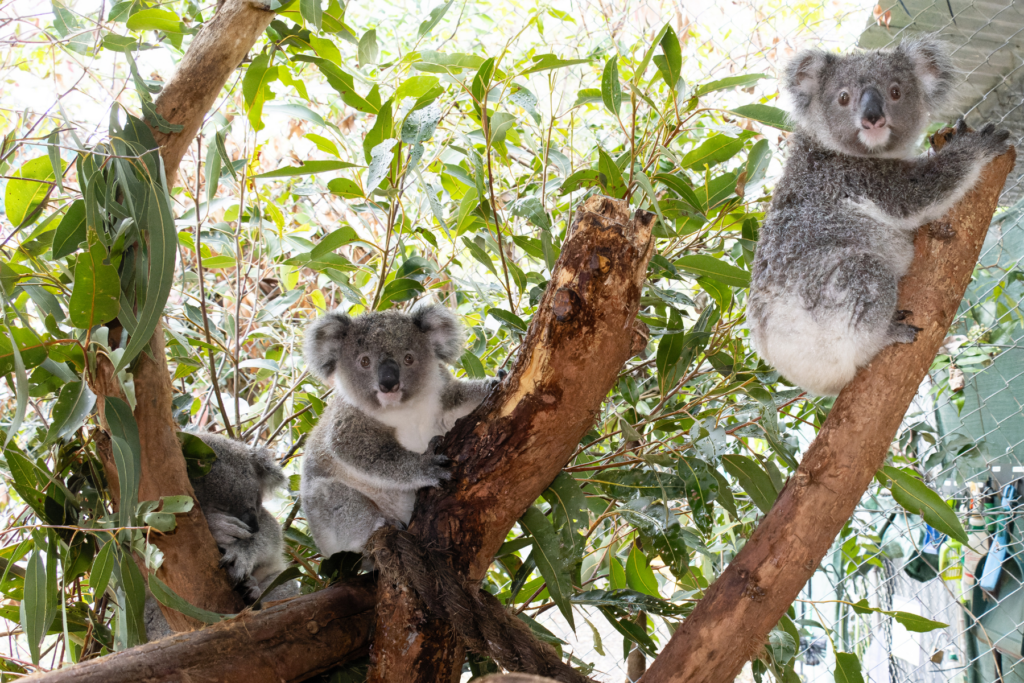 Save koalas and create a legacy