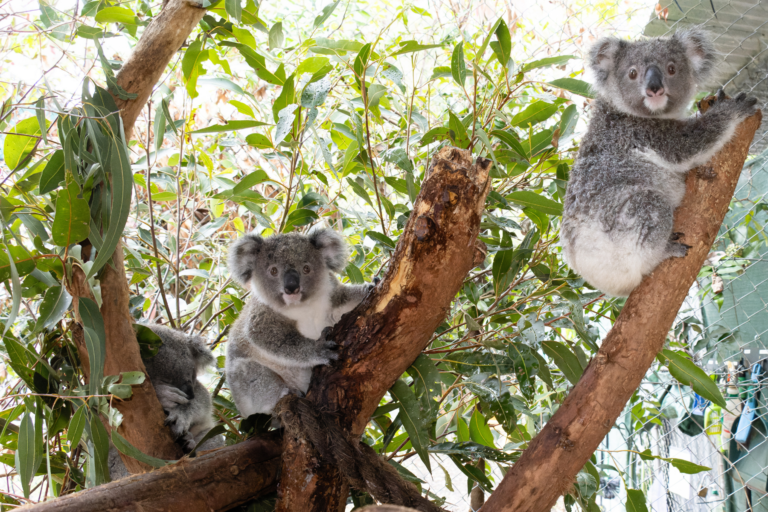 Koala Kindy March 2024 - Friends of the Koala