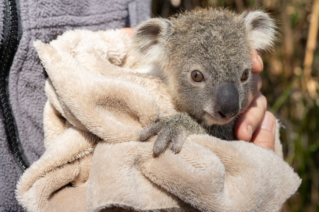 Watch out Koalas are on the move in Northern NSW