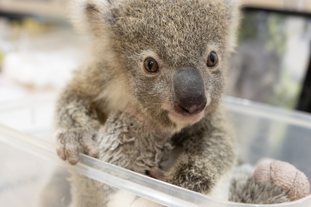 Admissions to our koala hospital and care centre are very high right now.