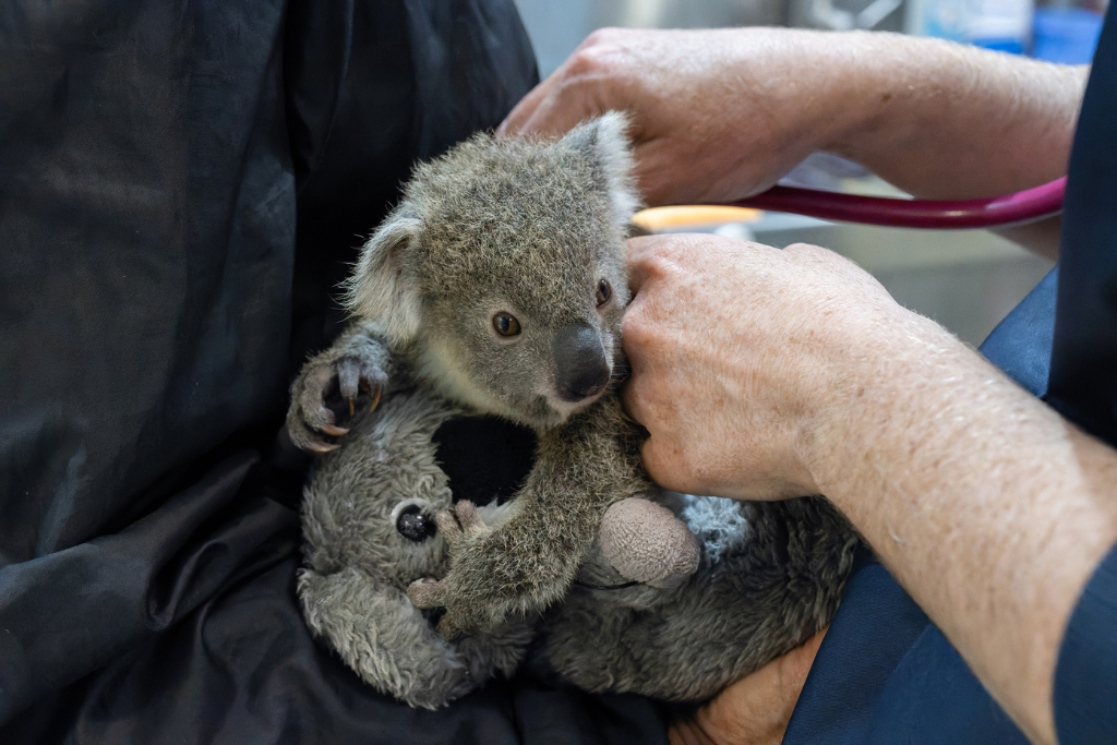 Do you have a koala-friendly backyard?