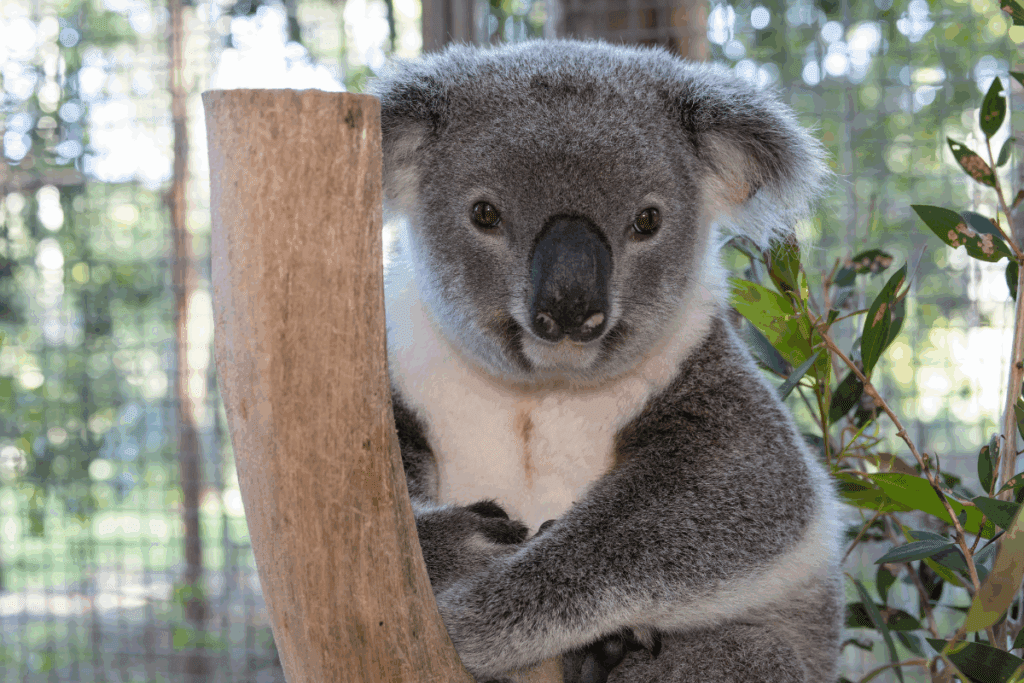Dog attacks can be and often are fatal, this koala has had a lucky escape.