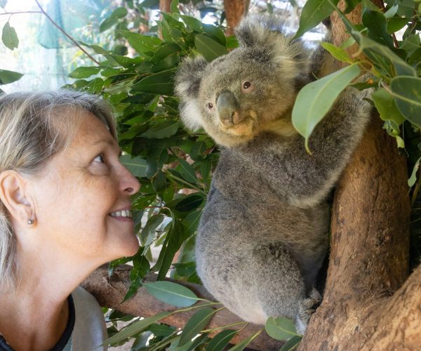 We need to be the voice for koalas - because they don't have one.