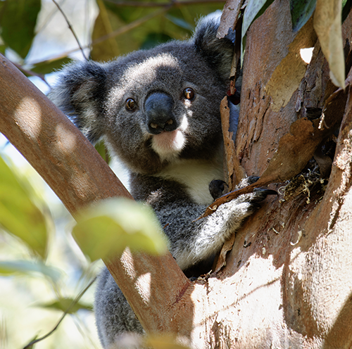 Keogh The Koala