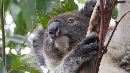 Koala colouring pages | koala printable