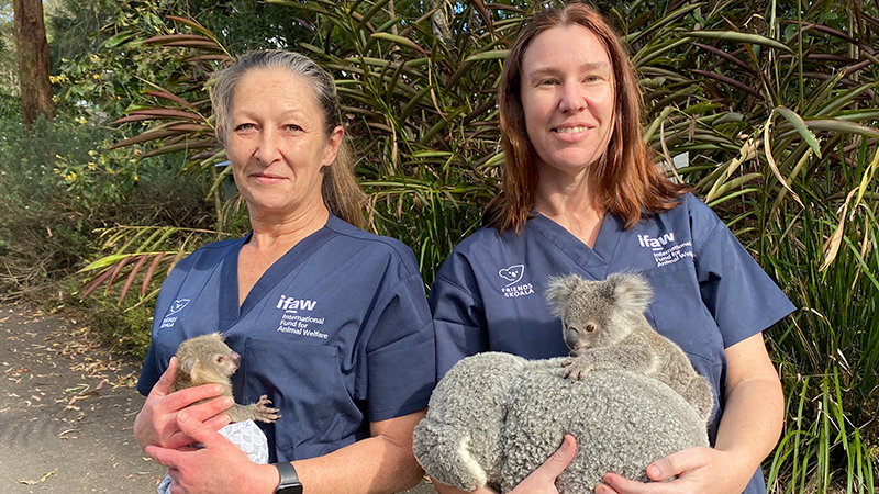 Koala Care Centre