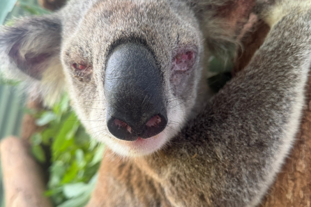 Koala with very swollen and painful eyes as a result of Chlamydia conjunctivitis