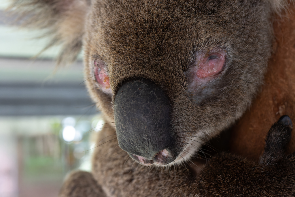 Chester had very swollen red eyes as a result of Chlamydia Conjunctivitis