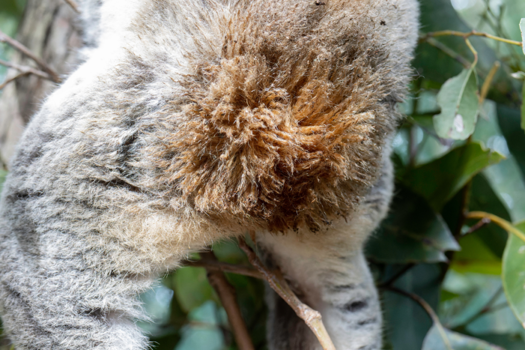 Chlamydia can also cause a brown stained rump from cystitis
