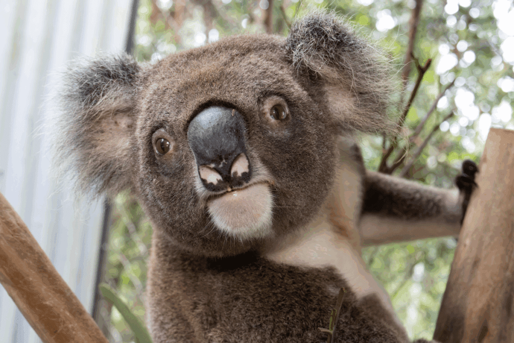 More than 60% of koalas admitted to the Friends of the Koala hospital suffer from chlamydial infection