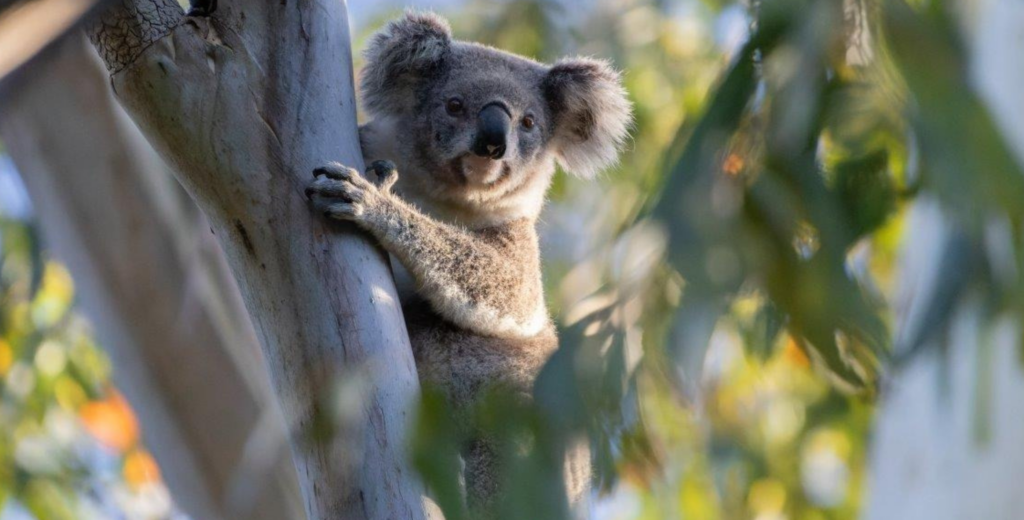Koala Conversations - koala conservation Northern Rivers NSW