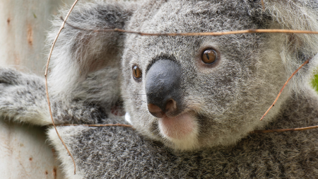 australian documentary - koala documentary