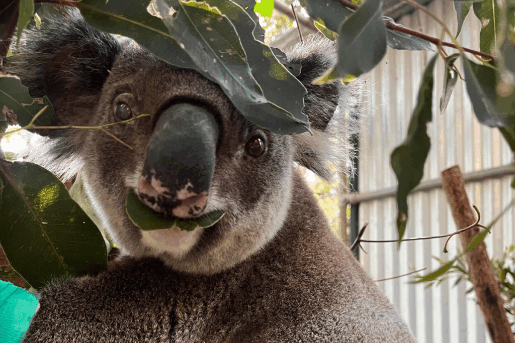 Chlamydial disease is the number one cause of death for koalas in our region.
