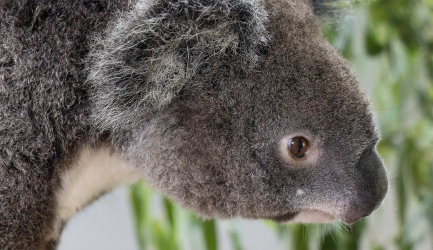 Koala-Habitat-Restoration