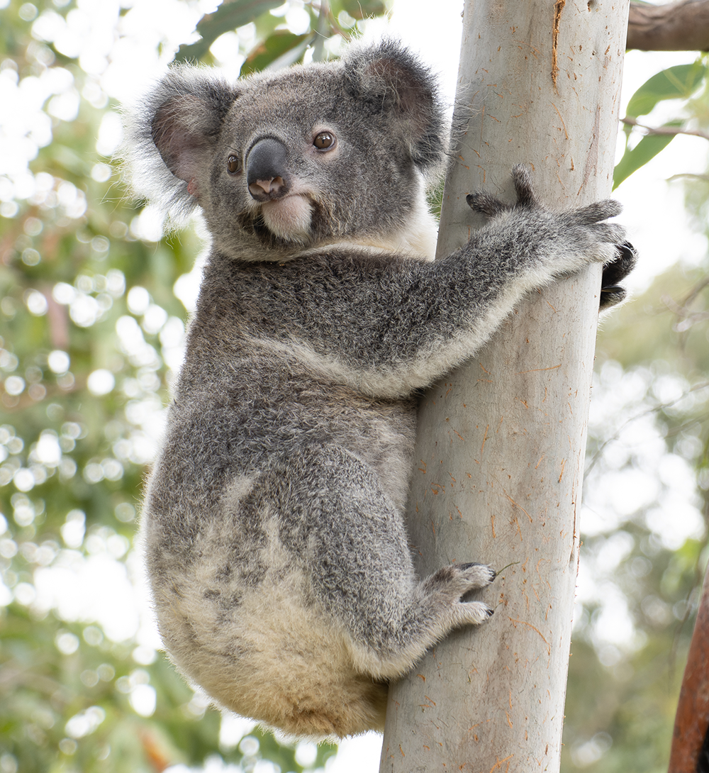 The unbearably gross fact about baby koalas that might ruin them